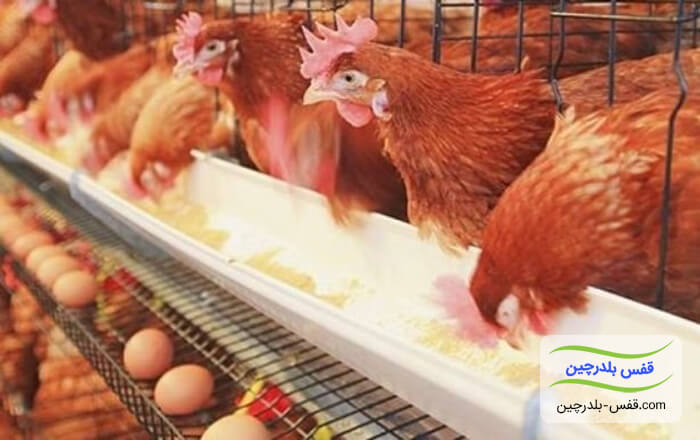 پرورش مرغ تخمگذار در قفس
