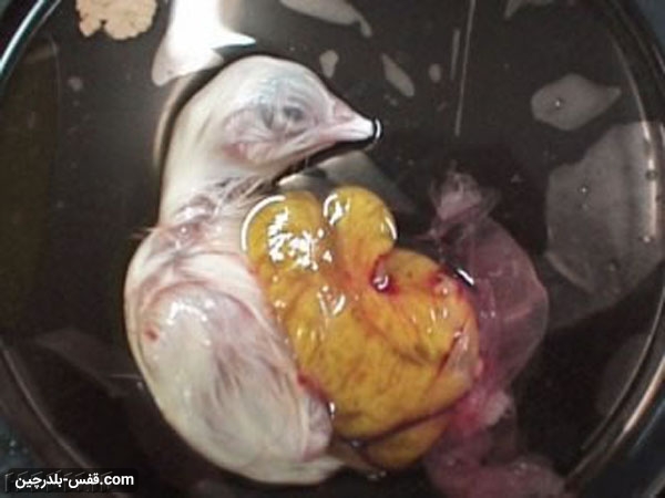 علت مرگ جوجه در داخل تخم