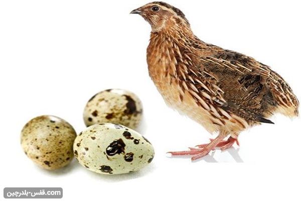 پرورش بلدرچین تخمگذار